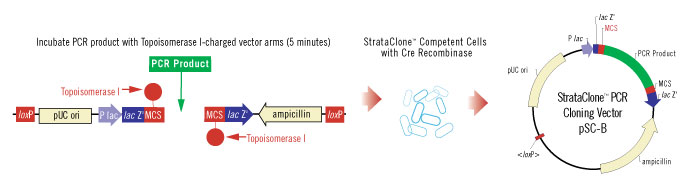 Product Info - StrataClone™ PCR Cloning Kit