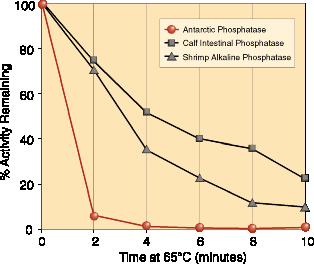 Antarctic Phosphatase, Phosphatases, New England Biolabs